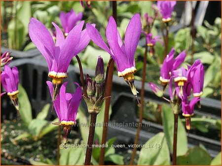 Dodecatheon meadia &#39;Queen Victoria&#39;