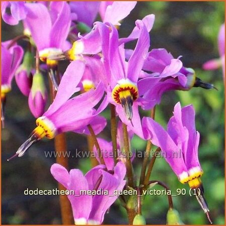 Dodecatheon meadia &#39;Queen Victoria&#39;