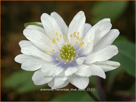 Anemone nemorosa 'Blue Eyes'