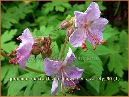 Geranium macrorrhizum &#39;Ingwersen&#39;s Variety&#39;