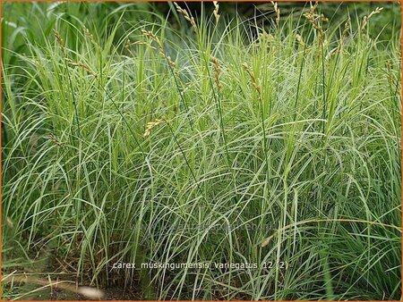 Carex muskingumensis &#39;Variegatus&#39;