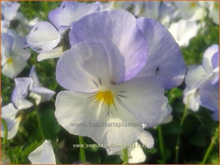 Viola cornuta &#39;Milkmaid&#39;