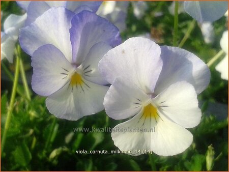 Viola cornuta &#39;Milkmaid&#39;
