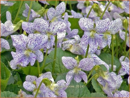 Viola sororia &#39;Freckles&#39;