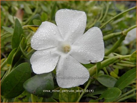 Vinca minor &#39;Gertrude Jekyll&#39;