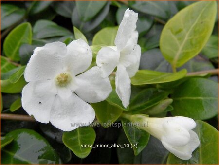 Vinca minor &#39;Alba&#39;