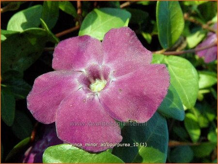 Vinca minor &#39;Atropurpurea&#39;