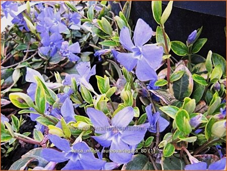 Vinca minor &#39;Aureovariegata&#39;