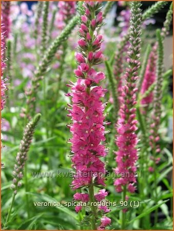 Veronica spicata &#39;Rotfuchs&#39;