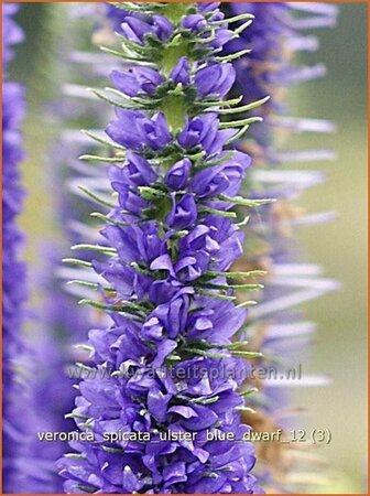 Veronica spicata &#39;Ulster Blue Dwarf&#39;