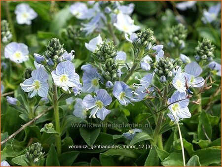 Veronica gentianoides &#39;Pallida&#39;