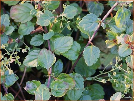 Veronica &#39;Madame Mercier&#39;