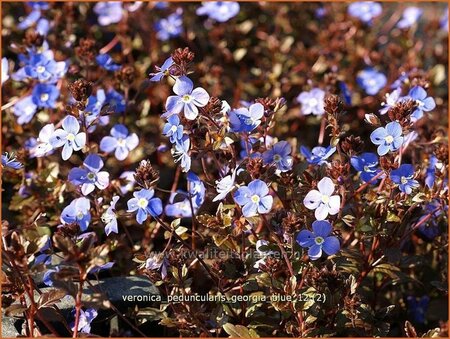 Veronica peduncularis &#39;Georgia Blue&#39;