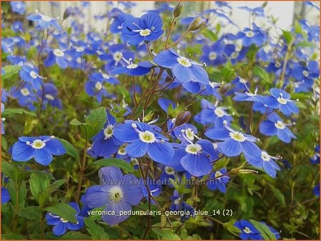 Veronica peduncularis &#39;Georgia Blue&#39;