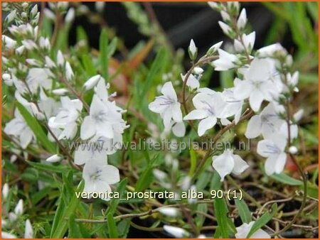 Veronica prostrata &#39;Alba&#39;