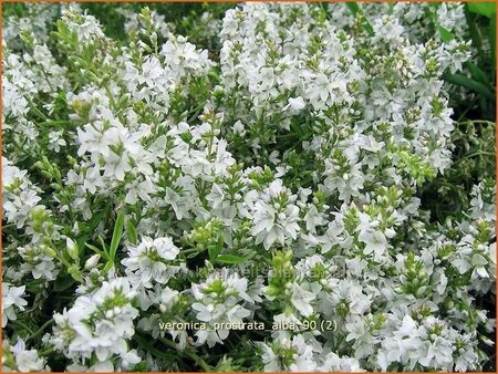 Veronica prostrata &#39;Alba&#39;