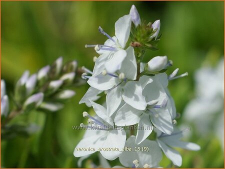 Veronica prostrata &#39;Alba&#39;