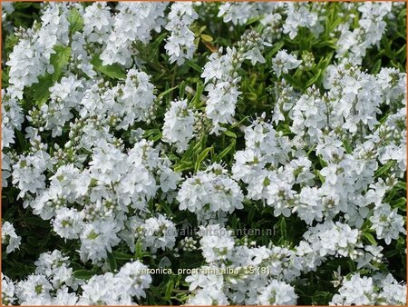 Veronica prostrata &#39;Alba&#39;