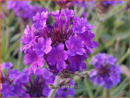 Verbena rigida