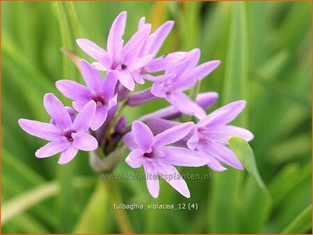 Tulbaghia violacea