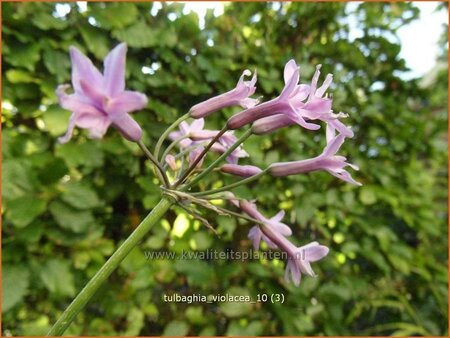 Tulbaghia violacea