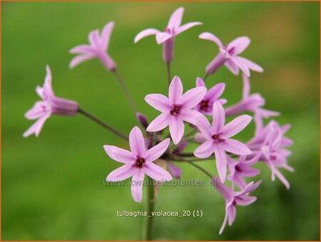 Tulbaghia violacea