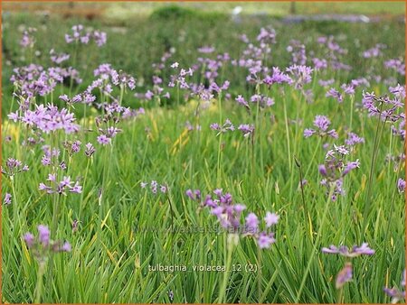 Tulbaghia violacea