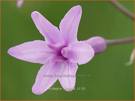 Tulbaghia violacea