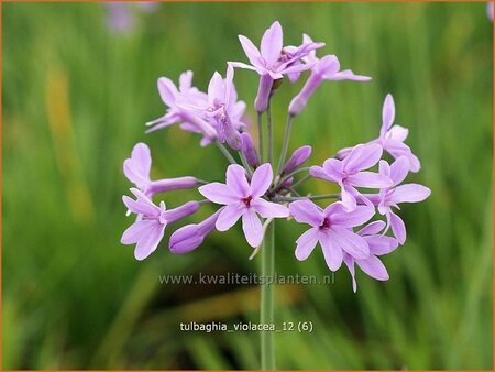 Tulbaghia violacea