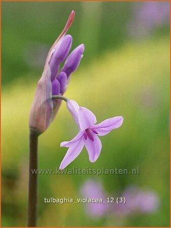 Tulbaghia violacea