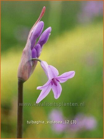 Tulbaghia violacea