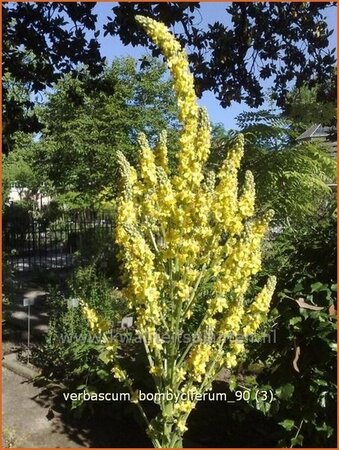 Verbascum bombyciferum