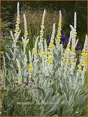 Verbascum bombyciferum