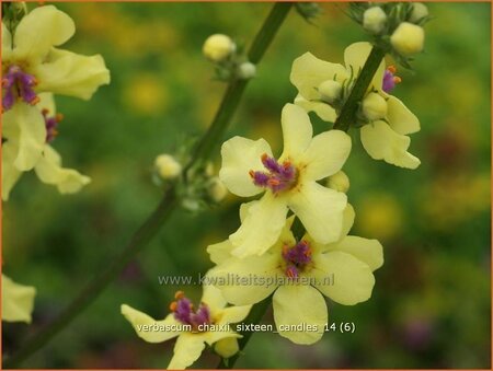 Verbascum chaixii &#39;Sixteen Candles&#39;