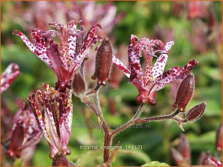 Tricyrtis &#39;Sinonome&#39;