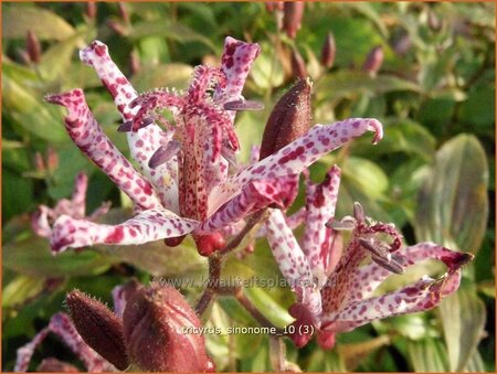 Tricyrtis &#39;Sinonome&#39;