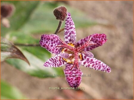 Tricyrtis &#39;Sinonome&#39;