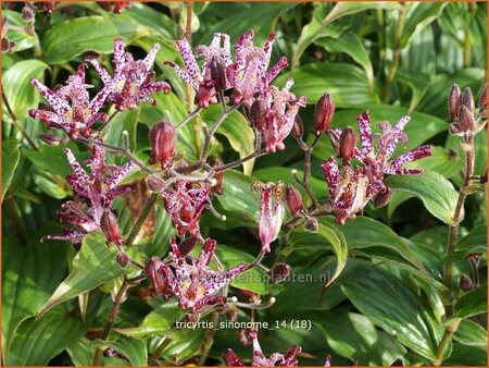 Tricyrtis &#39;Sinonome&#39;