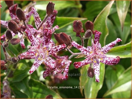 Tricyrtis &#39;Sinonome&#39;