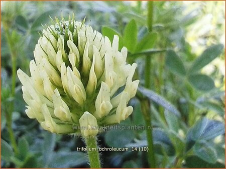 Trifolium ochroleucum