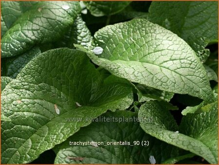 Trachystemon orientalis