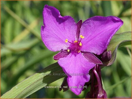 Tradescantia &#39;Red Grape&#39;