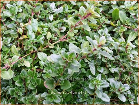 Thymus serpyllum