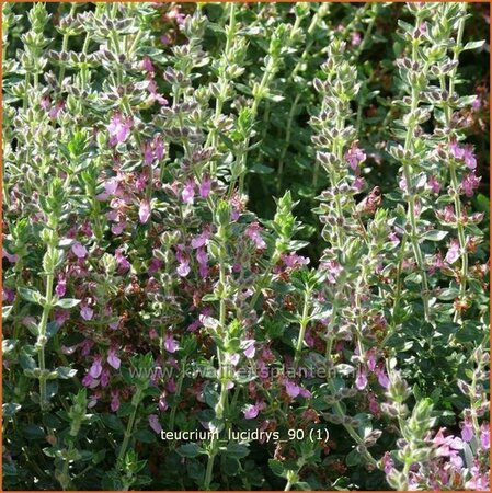 Teucrium lucidrys