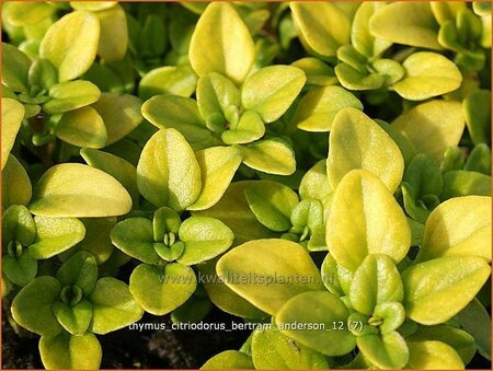 Thymus citriodorus &#39;Bertram Anderson&#39;