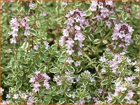 Thymus citriodorus &#39;Silver Queen&#39;