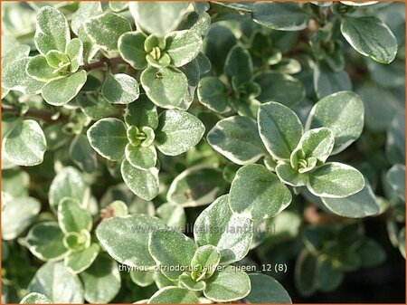 Thymus citriodorus &#39;Silver Queen&#39;