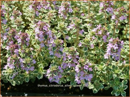 Thymus citriodorus &#39;Silver Queen&#39;