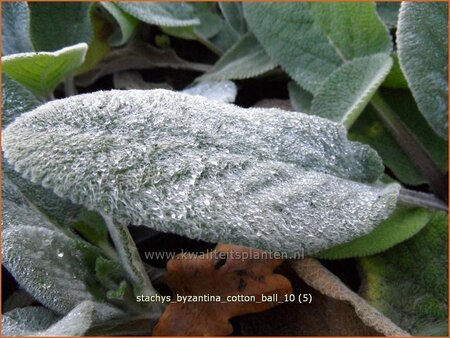 Stachys byzantina &#39;Cotton Ball&#39;