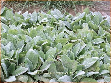 Stachys byzantina &#39;Cotton Ball&#39;